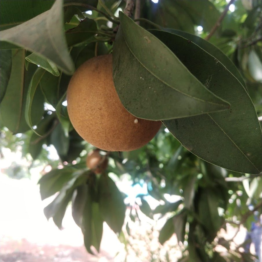Chikoo (sapota) fruit on the tree