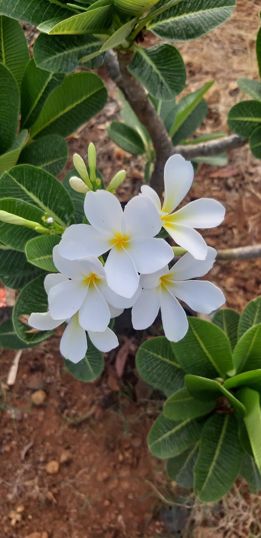 Frangipani flowers in the garden