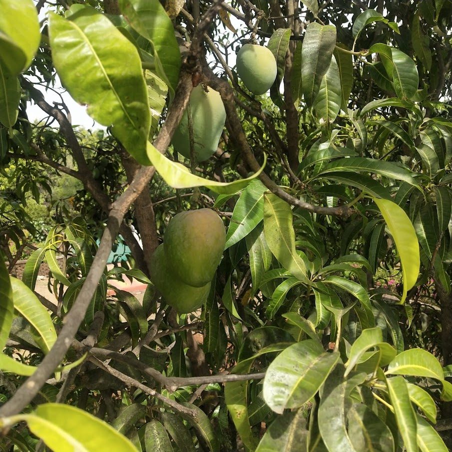 Mangoes ripening on the tree