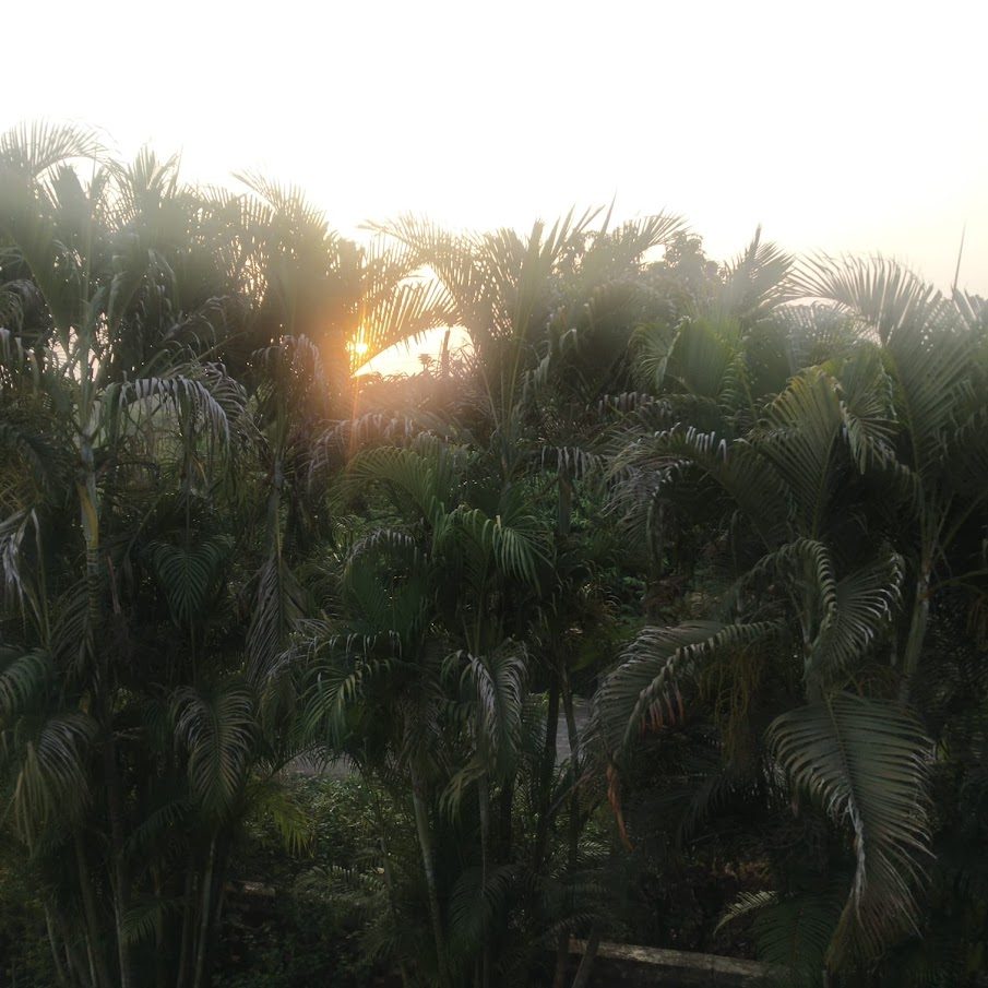 Sunrise through the palms